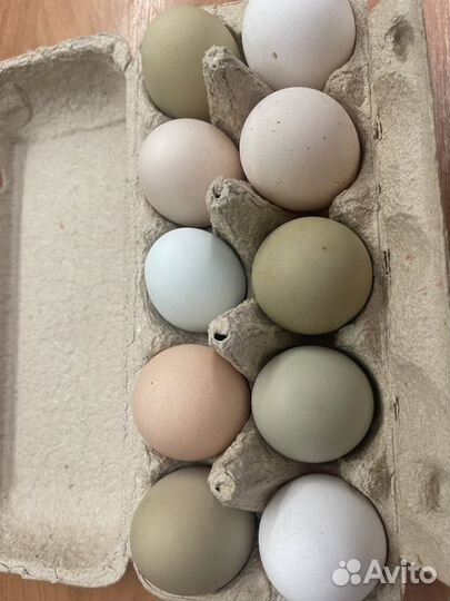 Яйца для инкубации помесные
