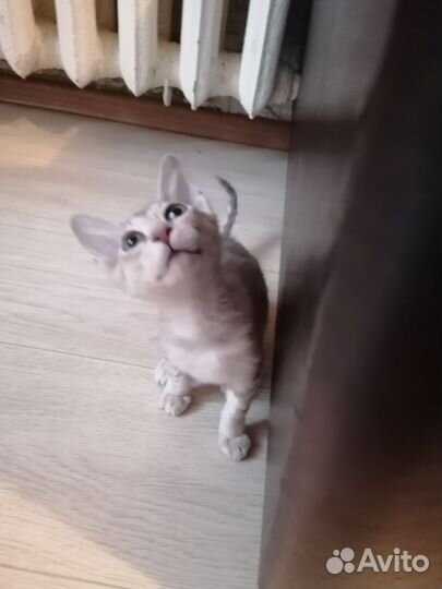 Донской сфинкс браш