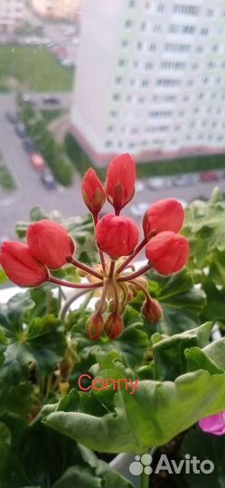 Пеларгонии