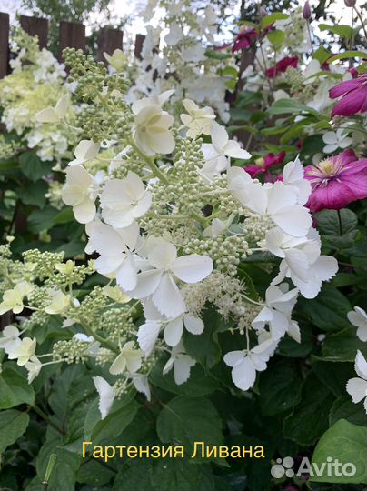 Гортензия саженцы