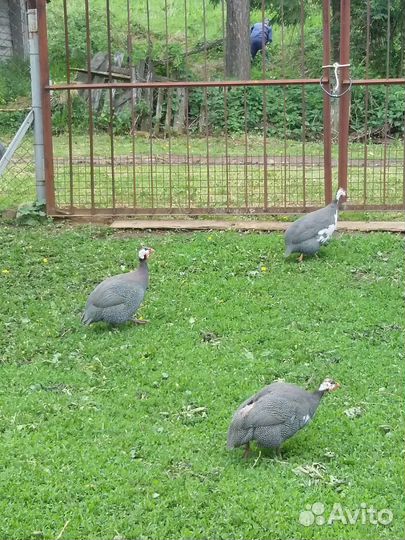 Цесарка самец