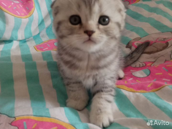 Шотландская вислоухая