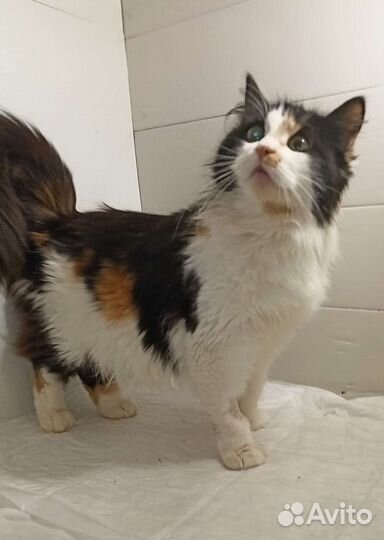 Молодая трехцветная кошечка