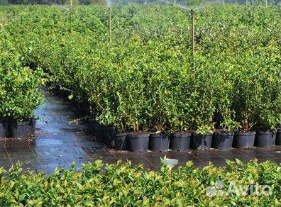 Голубика саженцы опт, розница