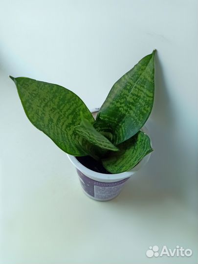 Комнатные цветы разные,традесканция,денежное