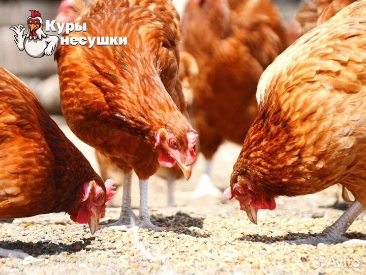 Куры несушки