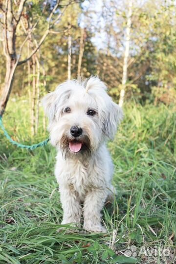 Собака щенок в добрые руки (бесплатно)