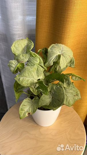 Сингониум конфетти милк