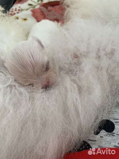 Мальтезе малыши