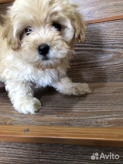 Мальтипу F1 девочка