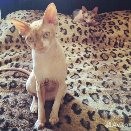 Вязка сфинксов(Канадцы)