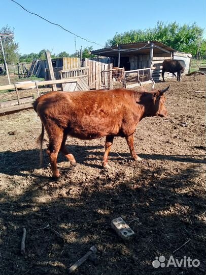 Продаются тёлки