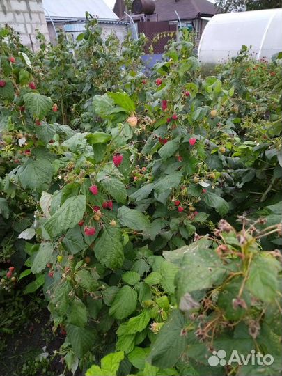 Саженцы ремонтантной малины, цветы