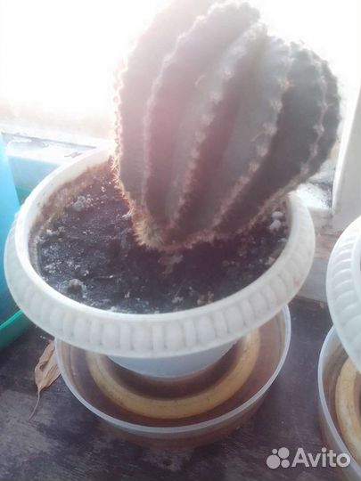 Кактус