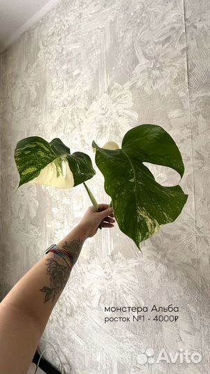Монстера альба