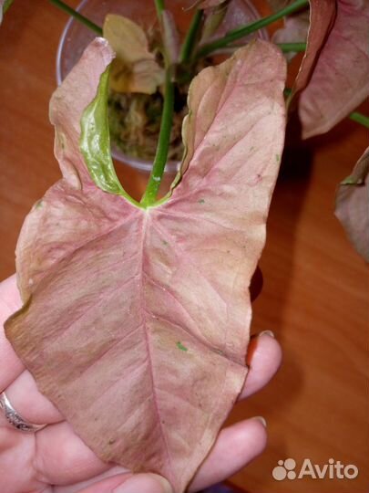 Комнатные растения цветы