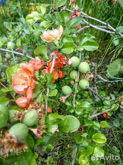 Японская Айва