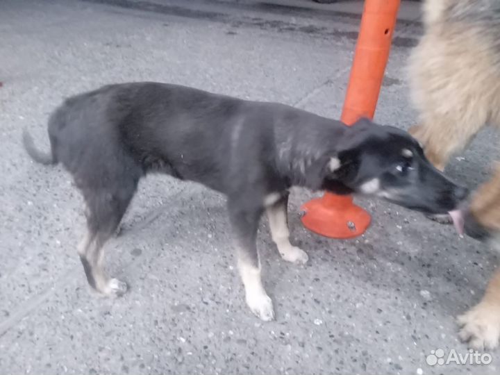 Собака щенки мелкой породы