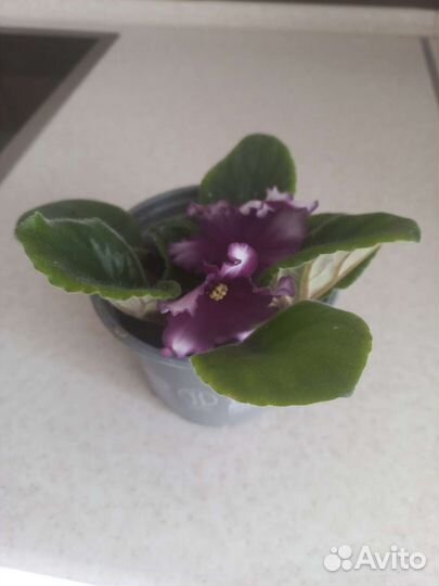 Фиалка сортовая