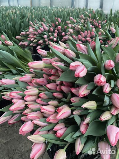 Тюльпаны к 8 марта