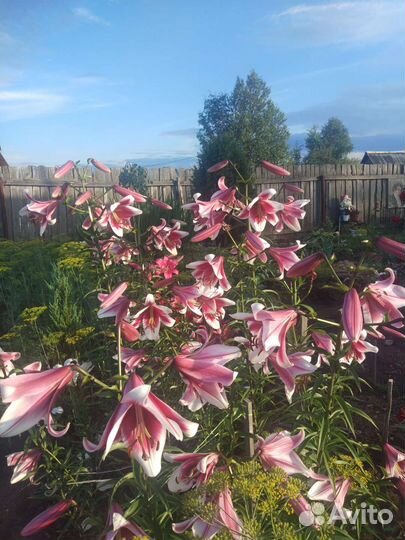 Лилия от Гибрид