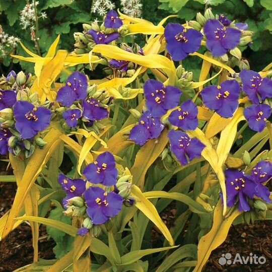 Растения для сада хосты, дейция, традесканция