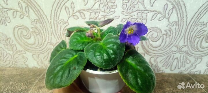 Цветущие фиалки