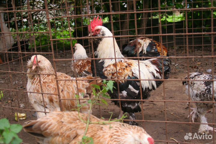 Фавероль петухи