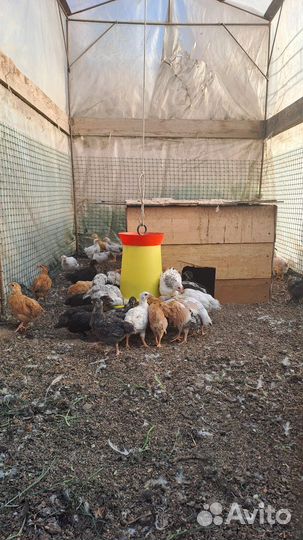 Куры молодки несушки