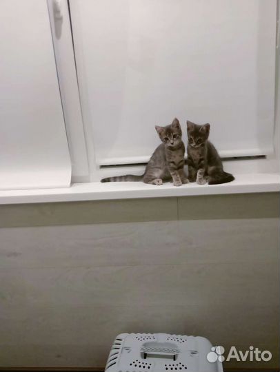 Котята