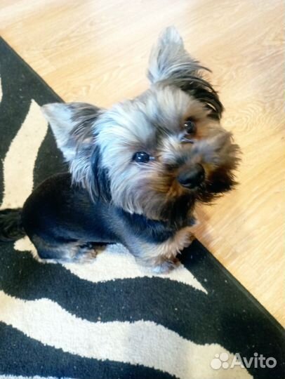 Домашние животные собаки маленькие