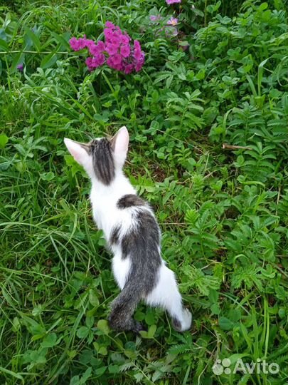 Девочка-мышеловка 2 месяца