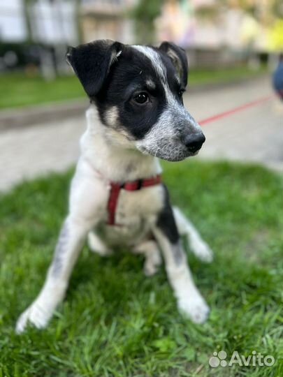 В добрые ответсвенные руки отдаем щенка