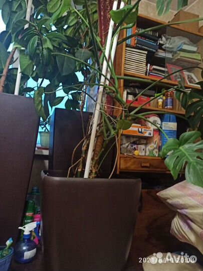 Цветы комнатные разные