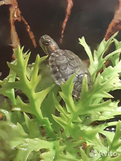 Красноухие черепашки, корм, пластик-растения