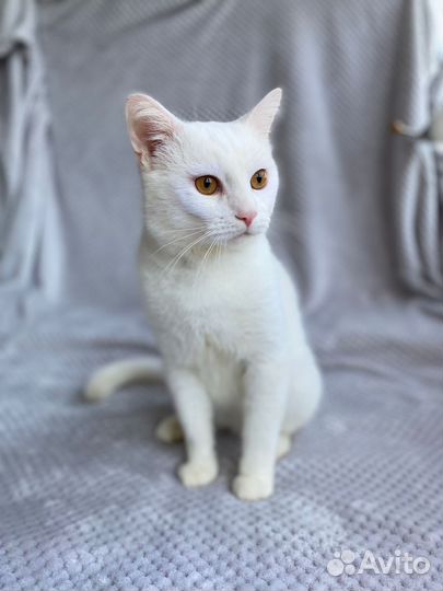 Белый кот в дар