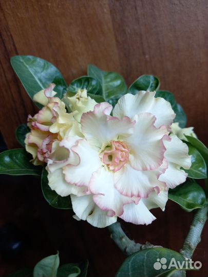 Черенки адениума