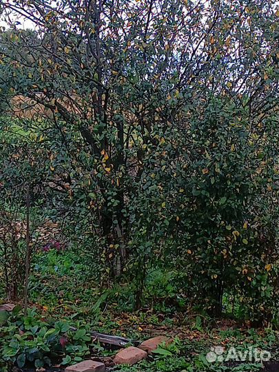 Саженцы вишни и сливы