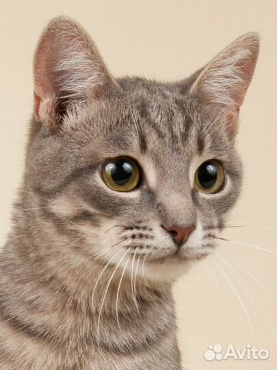 Малыш, ласковый котик тарахтелкин ищет семью