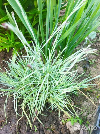 Гвоздика почвопокровная