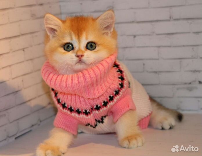 Котята золотые британские шиншиллы