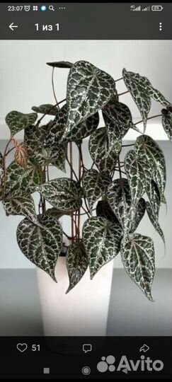 Перец орнатум, шафранный