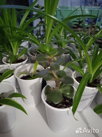 Комнатные цветы в стаканчиках