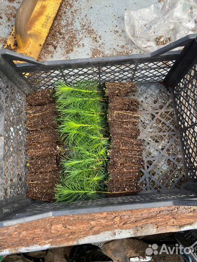 Сосна сеянцы с зкс и окс для Лесовосстановления