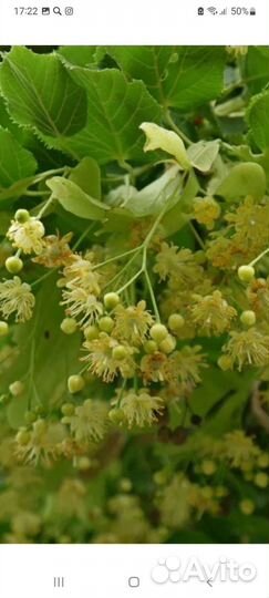 Саженцы липы