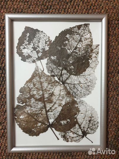 Картина гербарий