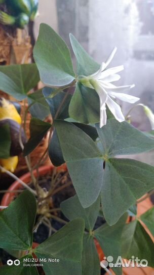 Алоэ, Оксалисы и Хлорофитум