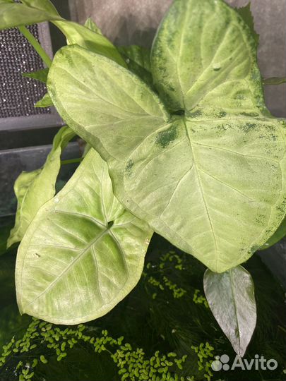 Сингониум и хлорофитум