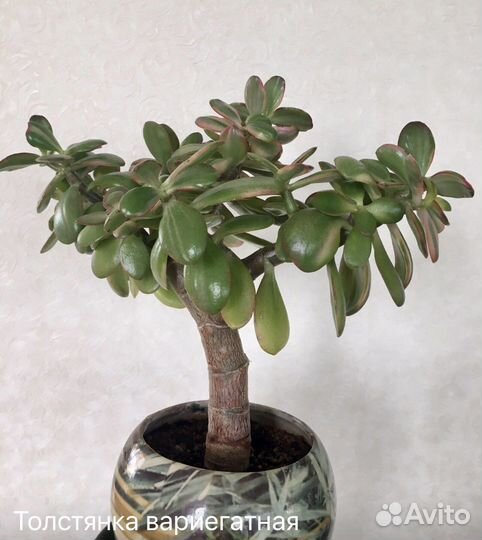 Комнатные растения