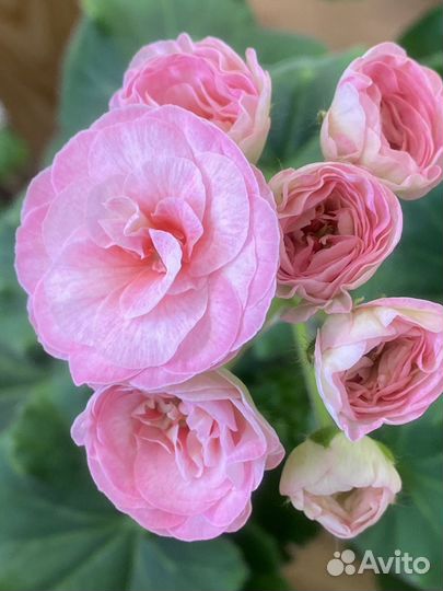 Пеларгония